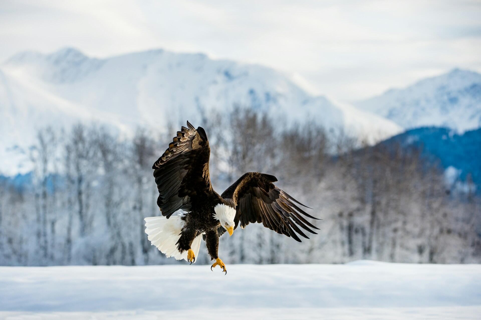 Un aigle dans un décor enneigé