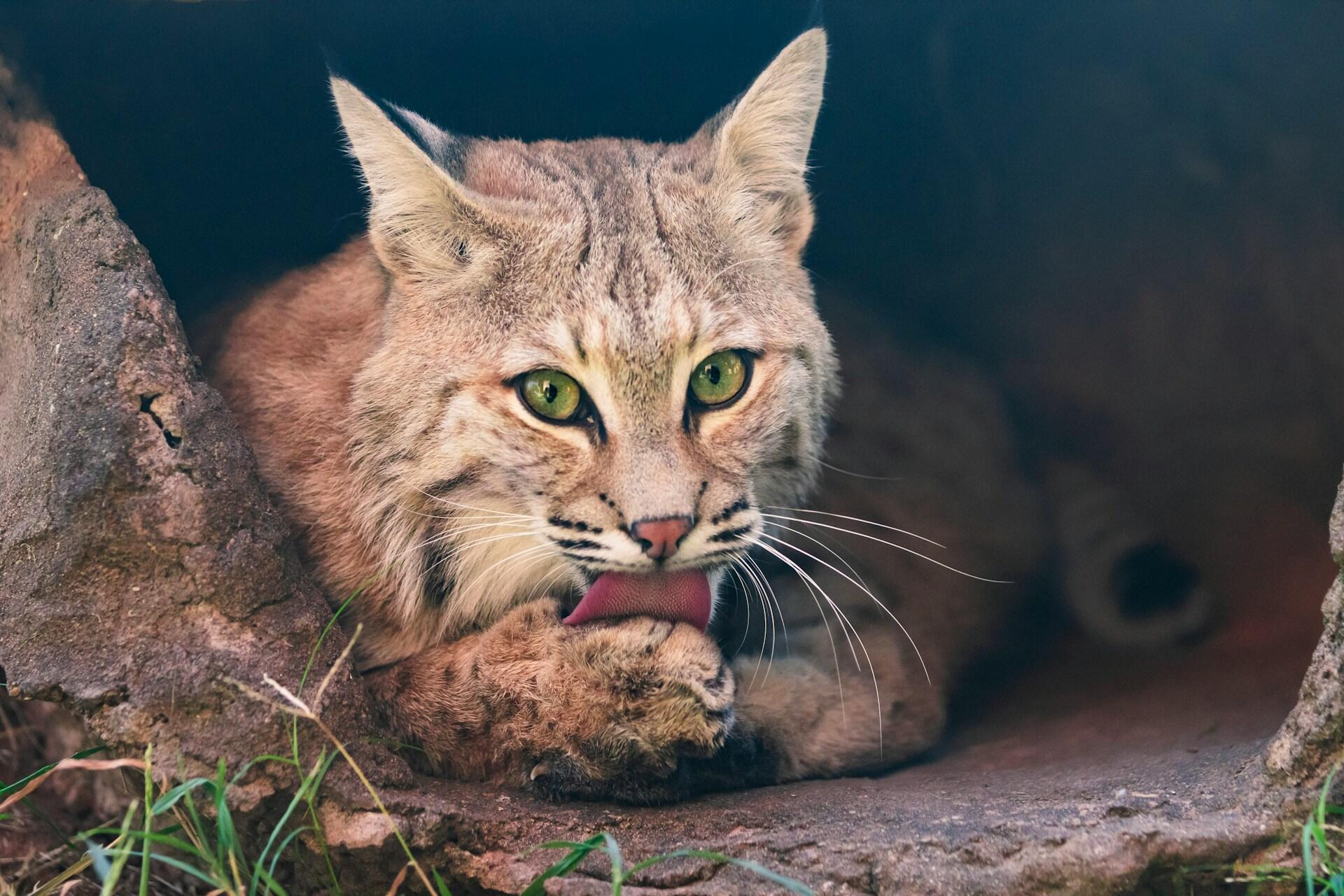 Un chat sauvage qui se lèche la patte